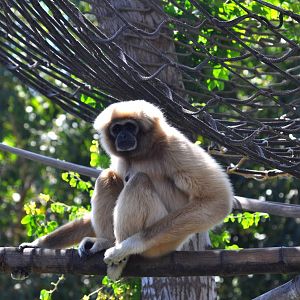 White-handed Gibbon