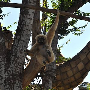 White-handed Gibbon
