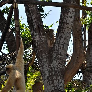 White-handed Gibbon Exhibit