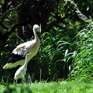 White Stork (captive) and Cattle Egret (wild)
