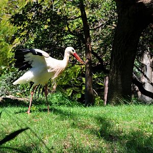 White Stork