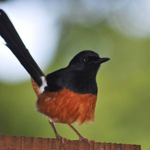 White-rumped Shama (wild)