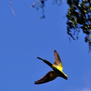 Wild Rose-ringed Parakeet
