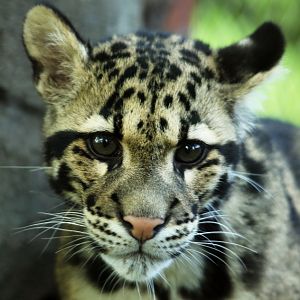 Clouded Leopard