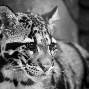 Clouded Leopard