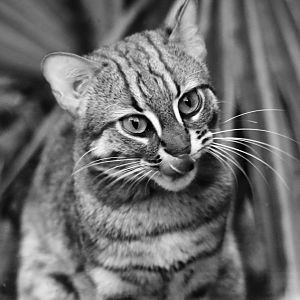 Rusty Spotted Cat