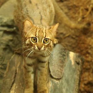 Rusty Spotted Cat