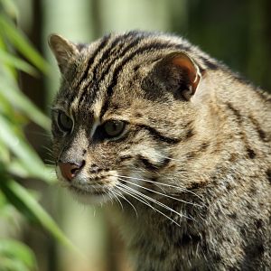 Fishing Cat