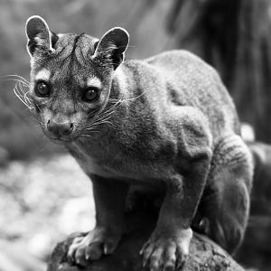 Fossa