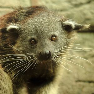 Binturong