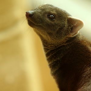 Ring-tailed Mongoose