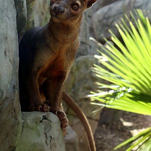 Fossa