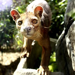 Fossa