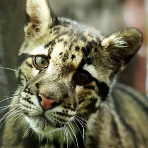 Clouded Leopard