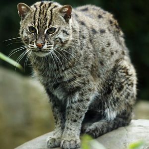 Fishing Cat
