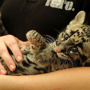 Clouded Leopard cub