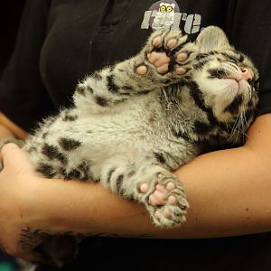 Clouded Leopard cub