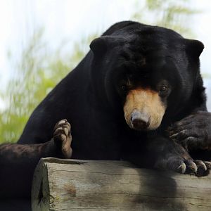 Sun Bear