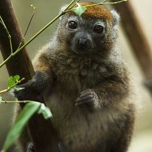 Lesser Bamboo Lemur