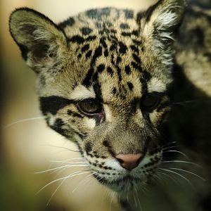 Clouded Leopard