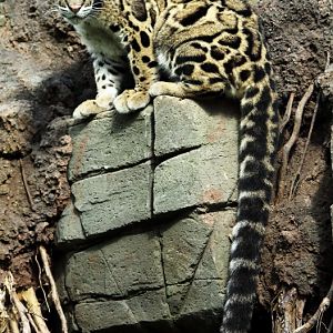 Clouded Leopard