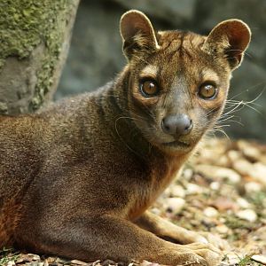 Fossa