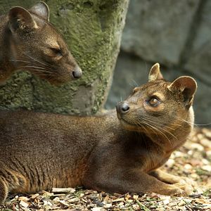 Fossa