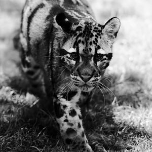 Clouded Leopard