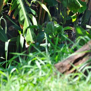 Sumatran Tiger