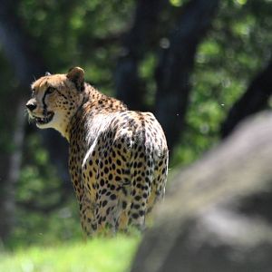 Cheetah