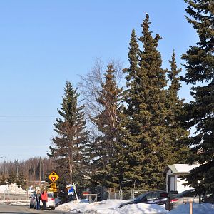 Bald Eagle - Alaska (Anchorage)