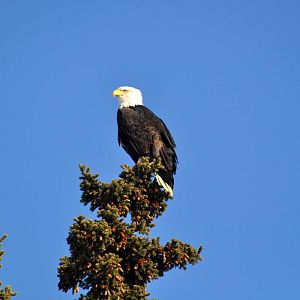 Bald Eagle - Alaska (Anchorage)
