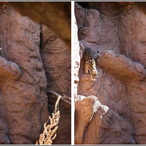 ocelot descending