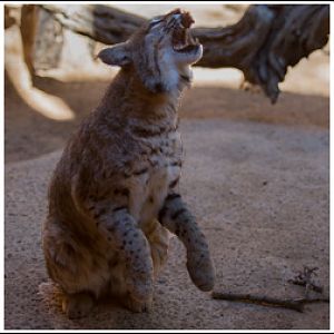 bobcat catching meatball
