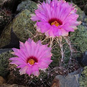 Glory of Texas bloom
