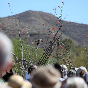 raptor free flight demo