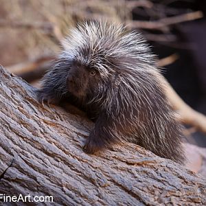 N American porcupine