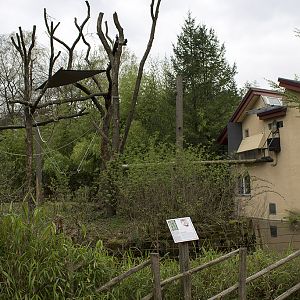 Proboscis Monkey exhibit, 4/4/14