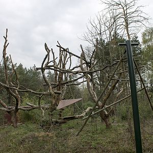 Javan langur, 4/4/14