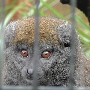 Gentle Lemur