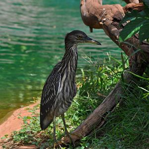 Black Crowned Night Heron (wild)