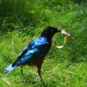 Superb Speo Starling