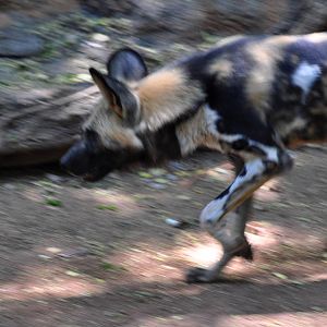 African Wild Dog Ablur