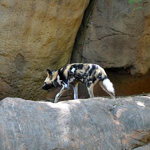 African Wild Dog Exhibit