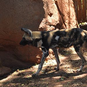 African Wild Dog