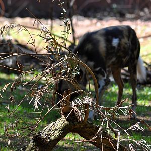 Still Life (with African Wild Dog)