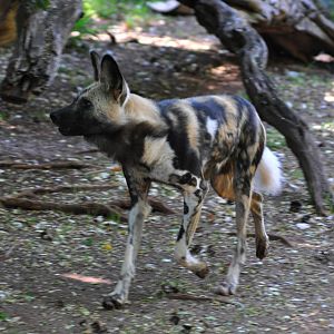 African Wild Dog