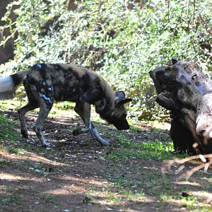 African Wild Dog Exhibit