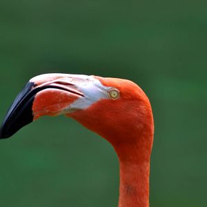 American Flamingo