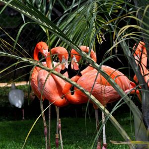 American Flamingo Exhibit